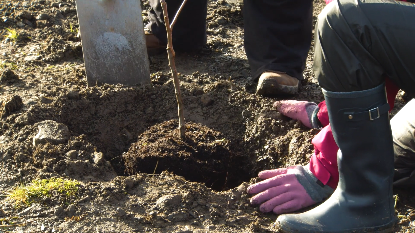 Місячний календар на жовтень 2025 — коли садити плодові дерева