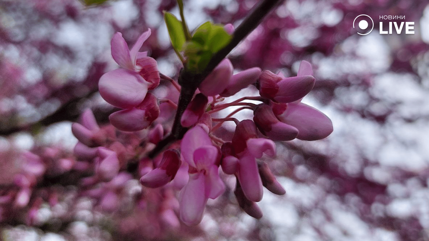 Яркое розовое цветение — в Одессе расцвели деревья Иуды (фоторепортаж)