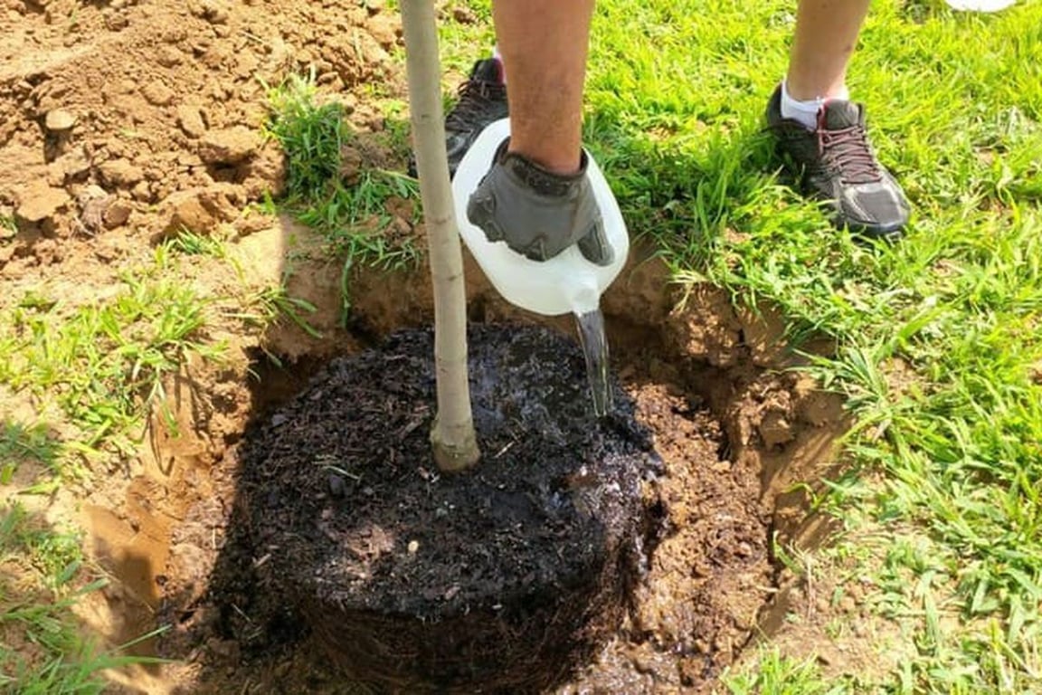 Полив дерева