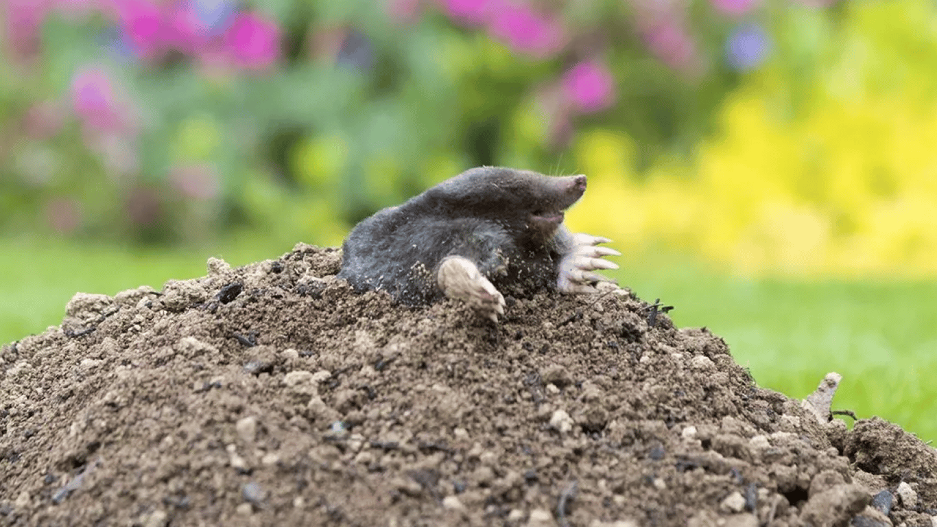 Як вигнати кротів з городу назавжди: простий та перевірений спосіб