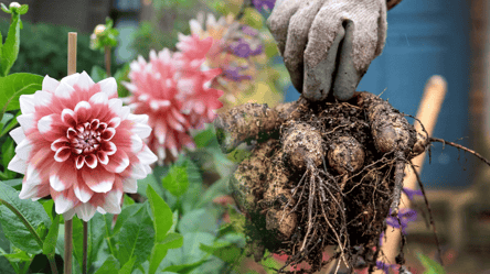 Не запізніться — як обрати ідеальний день для викопування жоржин - 285x160