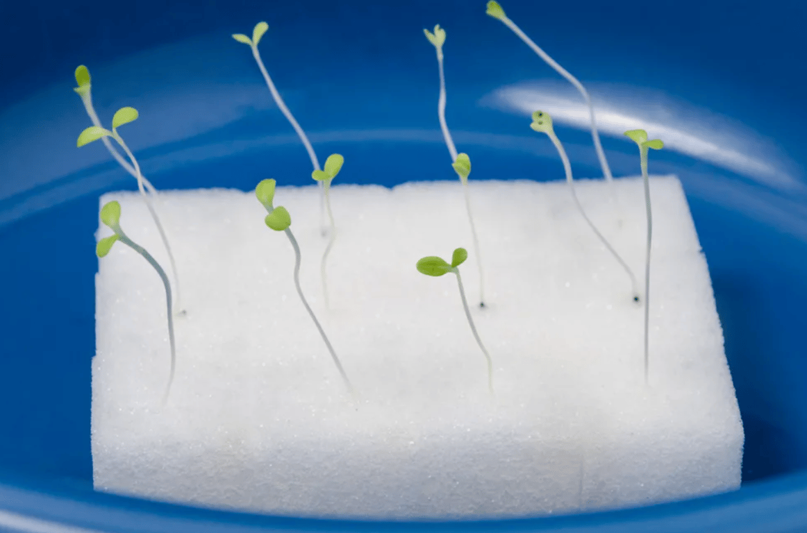 Процесс проращивания семян в губке.