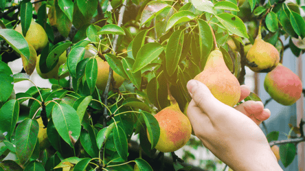 Що садити поруч із грушею — поради для щедрого врожаю - 285x160
