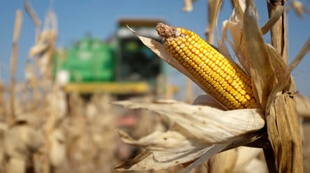 Ціни на зерно в Україні — скільки коштує кукурудза у лютому - 285x160