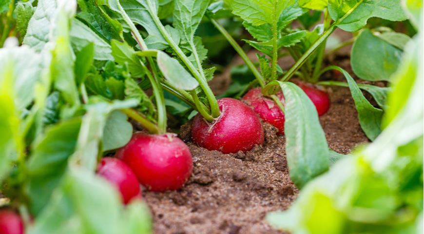 Выращенная на огороде редиска
