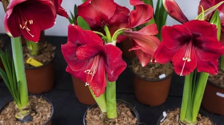 Зацвіте за 4 тижні — як правильно доглядати амариліс - 285x160