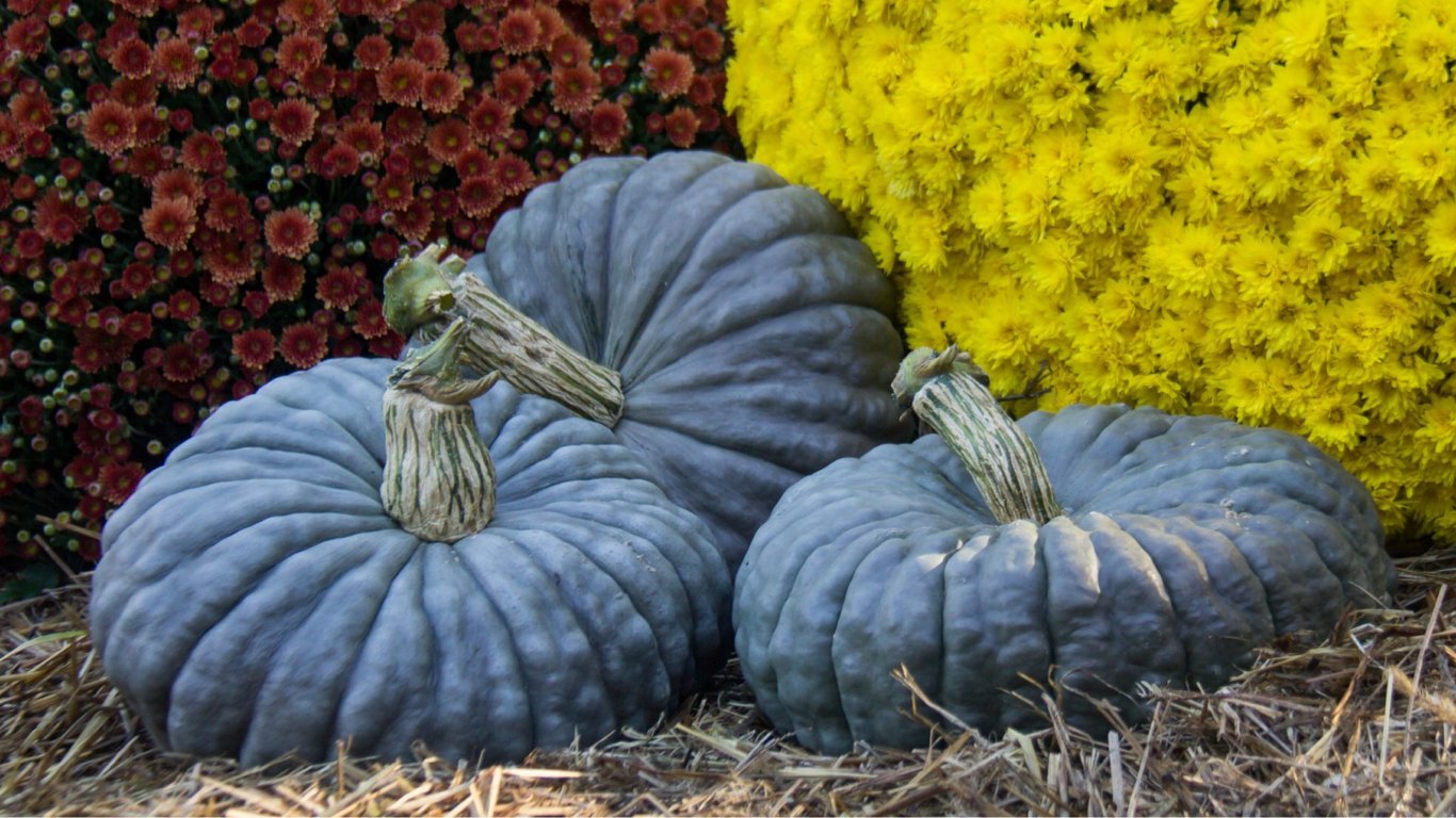 Що це за синій сорт гарбуза — походження та особливості