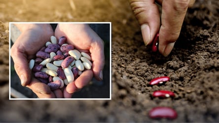 Посадите этот урожайный сорт фасоли в 2026 году — бьет все рекорды - 290x166