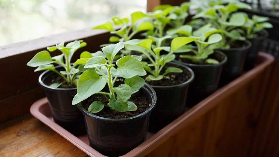 Рассада петуний