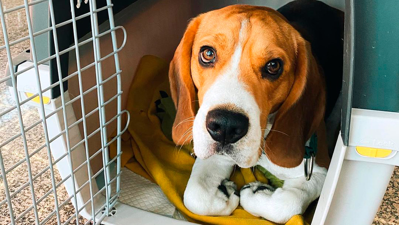 Італія дозволила подорожувати літаком з собаками - фото 1