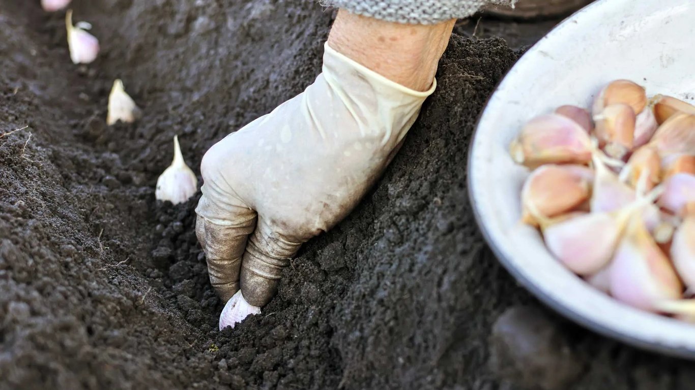 Коли треба садити ярий часник — умови та терміни