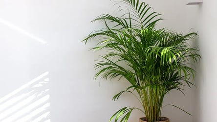 Арека переживе навіть сувору зиму — як доглядати пальму - 285x160