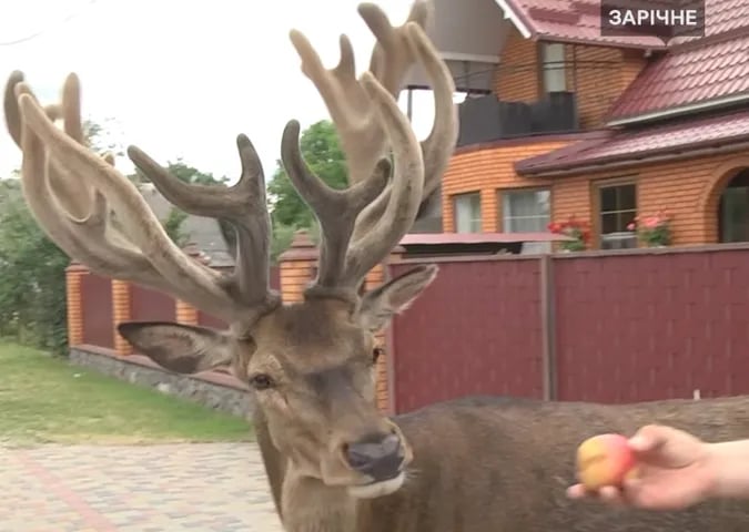 Олень Борис