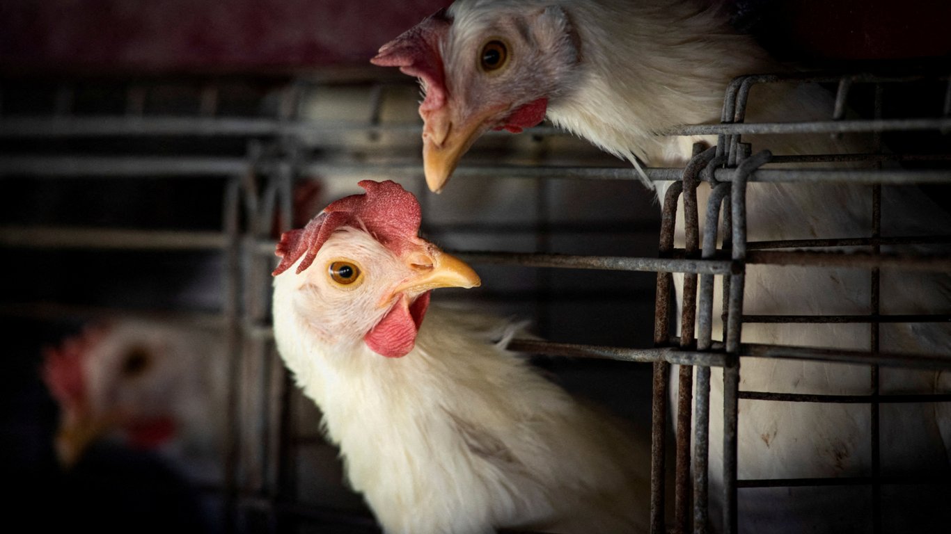В Японии произошла вспышка птичьего гриппа: не хватает места для захоронения мертвых кур
