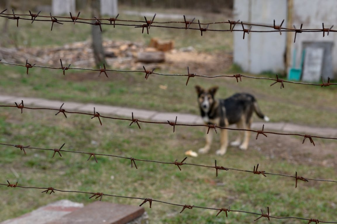 Чорнобиль тварини