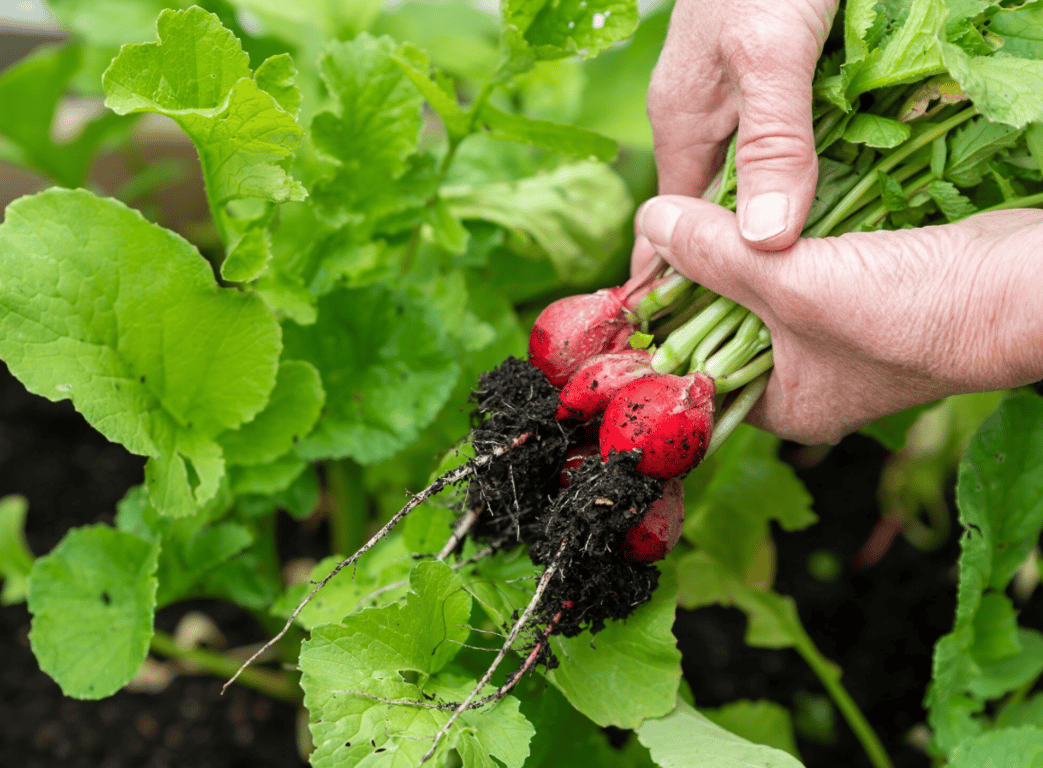 Какой редис посеять на огороде в 2025 году — три лучших сорта