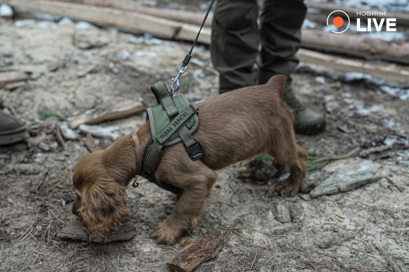 тварини з військовими на фронті