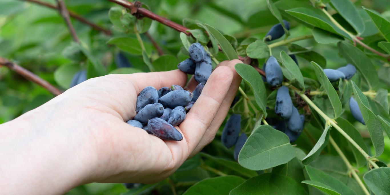 Ягоди жимолості у руці