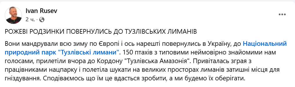 Рожеві "родзинки" повернулись на Одещину — скільки їх прилетіло - фото 1