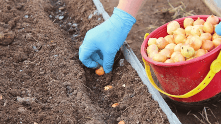 Що і коли садити на городі в вересні 2025 — місячний календар - 285x160