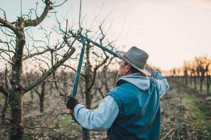Як обрізати вишню навесні — дієві та прості поради