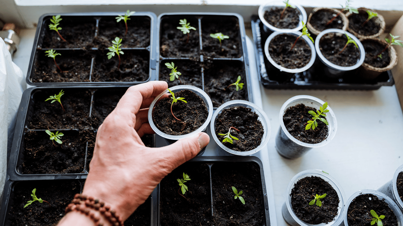 Як легко виростити розсаду томатів, перцю та капусти: два перевірені методи