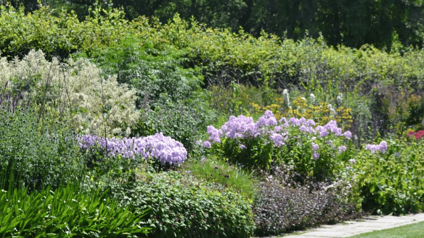 Декоративні кущі.