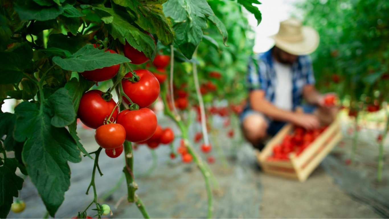 Чим підживлювати помідори в липні — перевірений рецепт без хімії