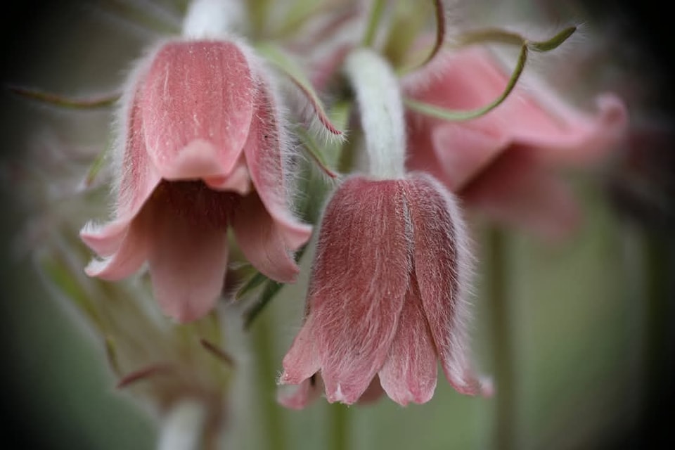 У Дніпропетровській області знайшли унікальну квітку