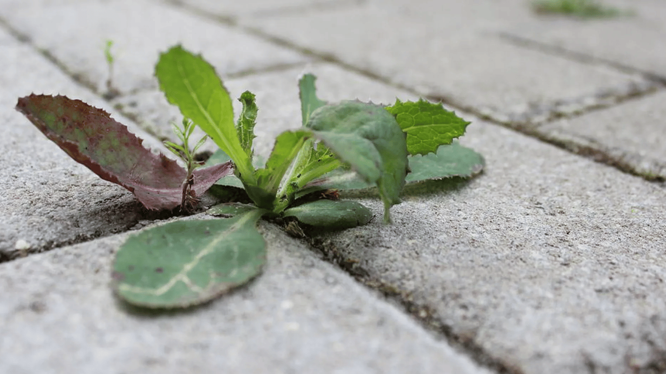 Бур'яни на доріжках зникнуть за добу: найкращі методи без хімії