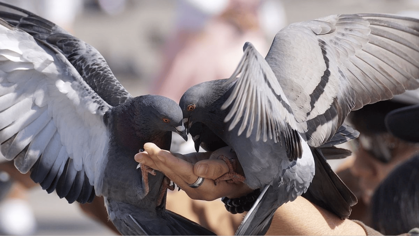 Погодувала голубів за 1000 євро: за що можуть оштрафувати в Німеччині