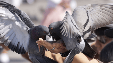 Покормила голубей за 1000 евро: за что могут оштрафовать в Германии - 285x160