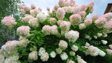 Чим підживити волотисту гортензію в серпні для пишного цвітіння - 285x160