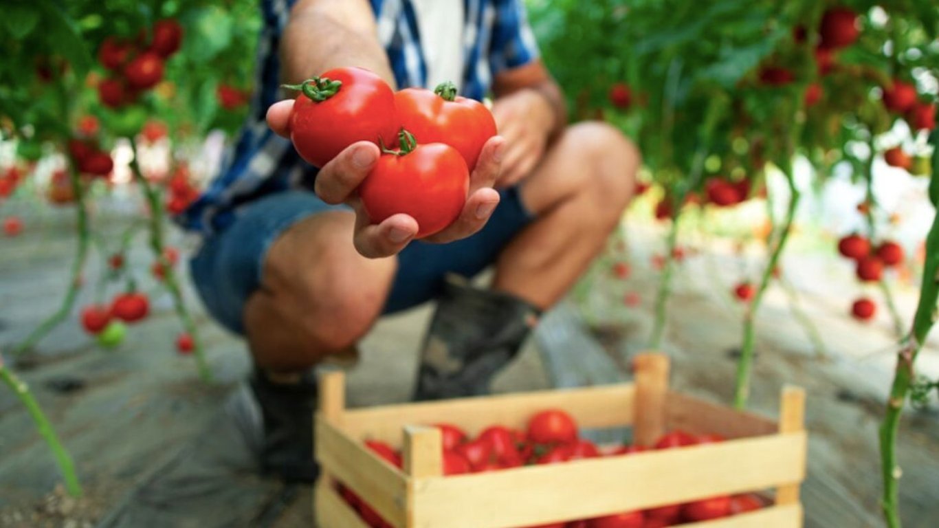 Чим обробити насіння помідор від фітофтори