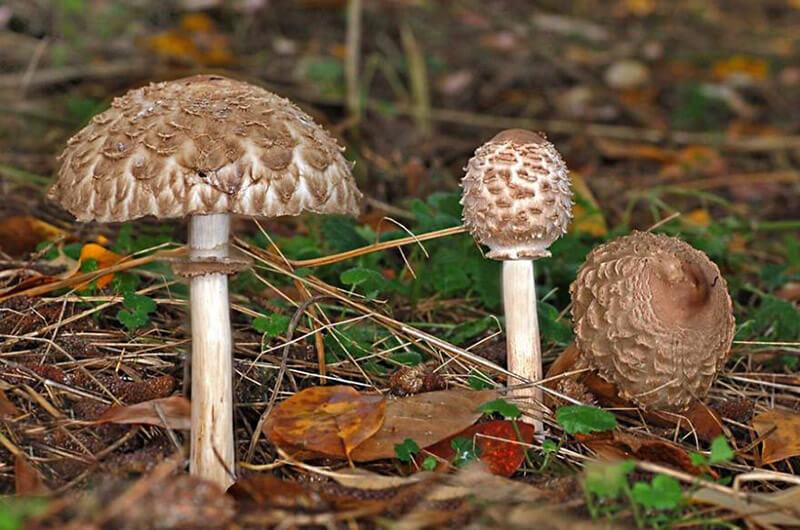 Зонтик краснеющий