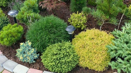 Что посадить возле елки — лучшее соседство с хвойными - 285x160