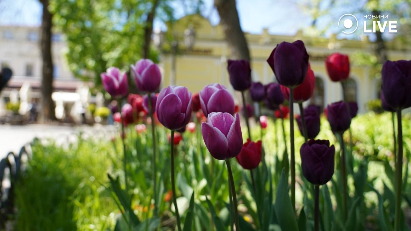 Весняна Одеси
