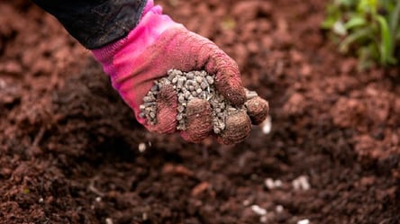 Последний шанс перед морозами — раствор, оздоравливающий почву - 285x160