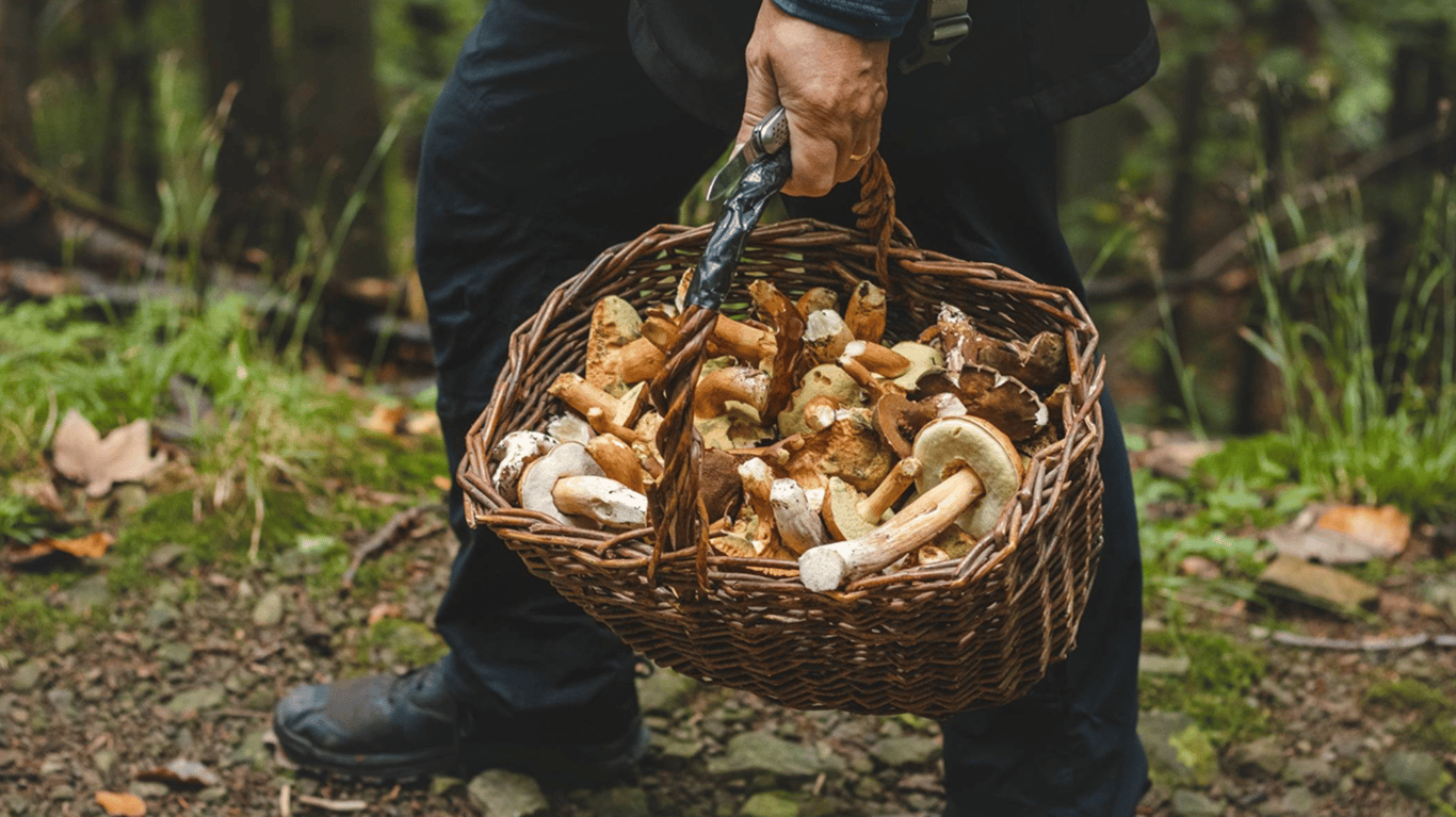 Чоловік з кошиком грибів у лісі.