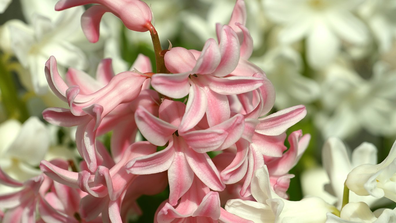 Крупний план рожевого гіацинта.