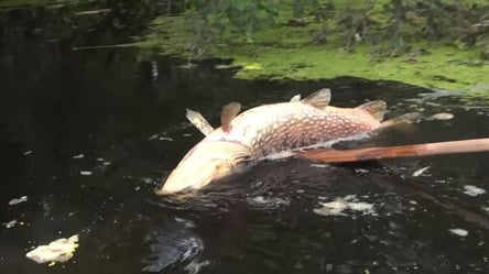 Забруднені води з території РФ — шокуючі результати щодо питної води на Сумщині та Чернігівщині - 290x166