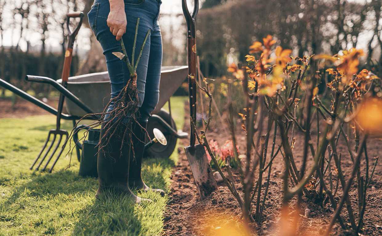 Как правильно высаживать саженцы розы осенью