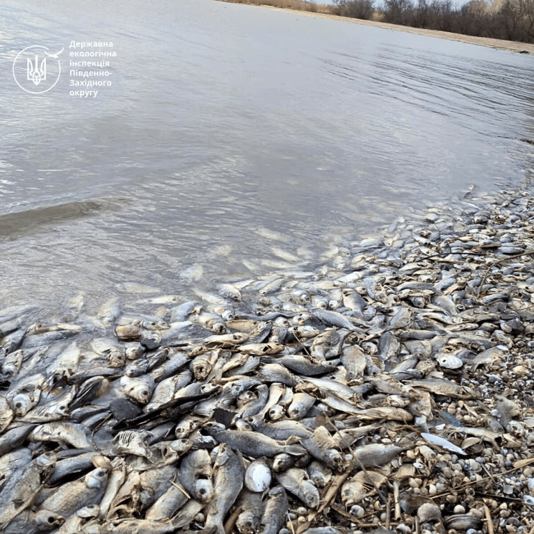 Массовый мор рыбы на Одесчине — какая угроза - фото 1