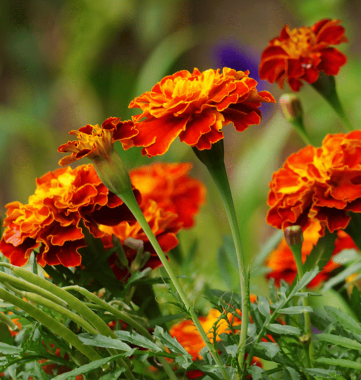 Красивые яркие бархатцы в саду