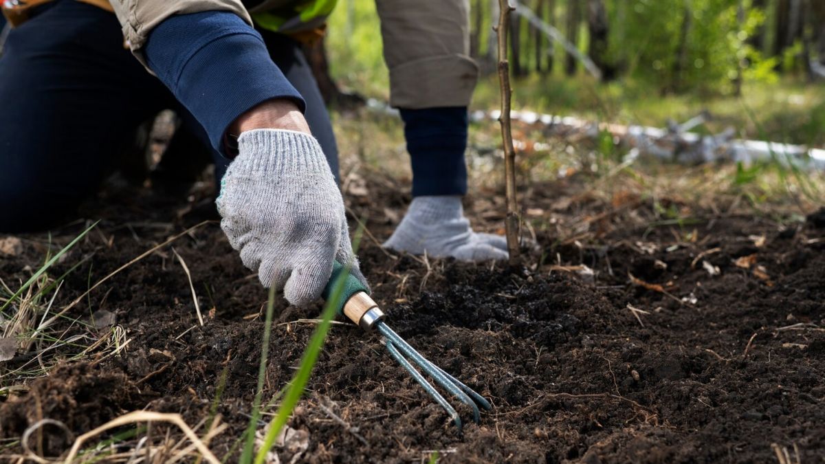 Які дні сприятливі для роботи в саду та на городі за місячним календарем