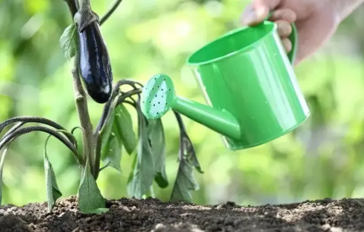 Процесс подкормки баклажанов на огороде.