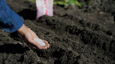 Посипте грядки у лютому 2026 — ефект кращий за золу - 290x160