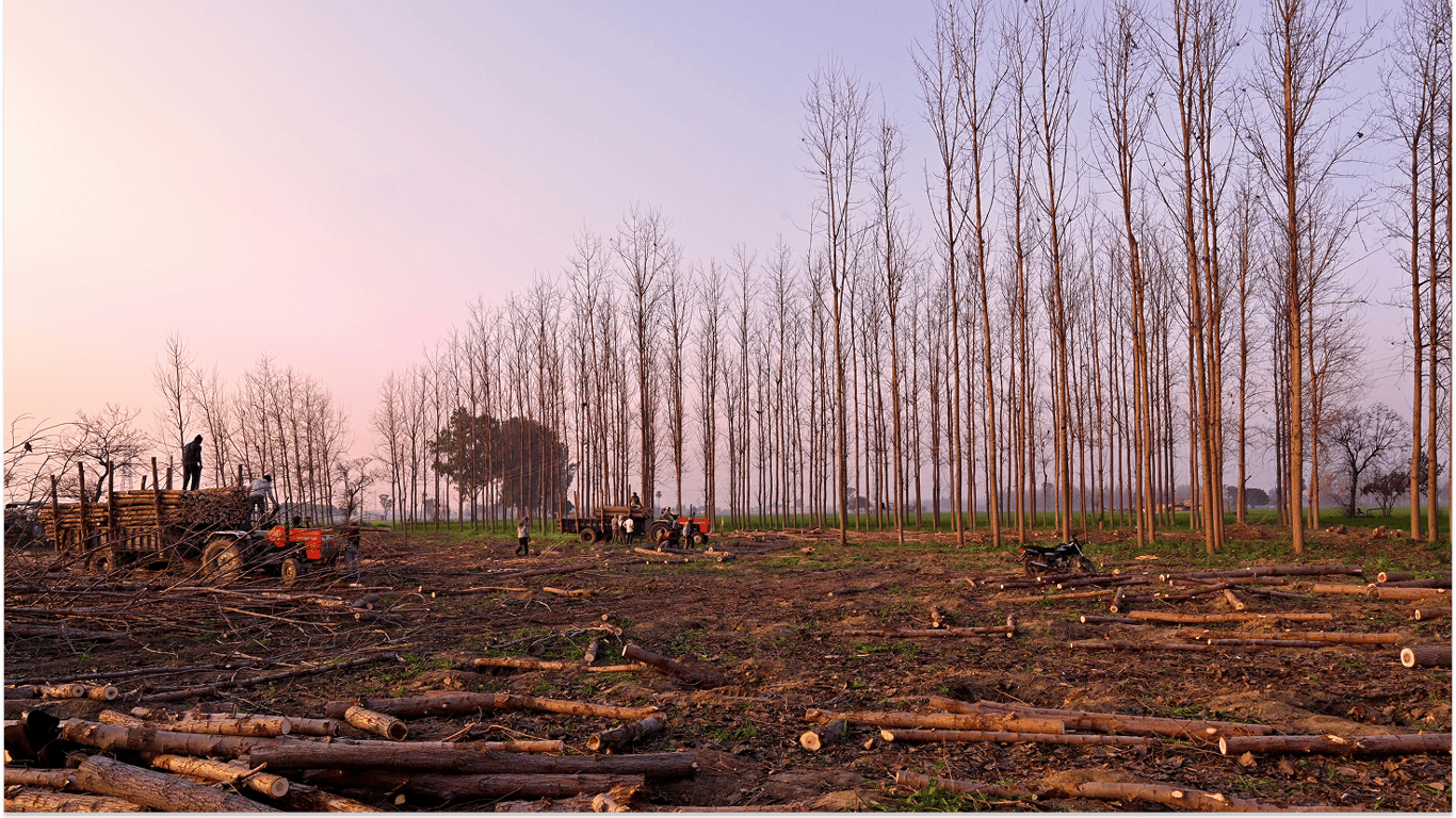 Самосійні дерева та кущі — чи можна рубати на дрова без дозволу