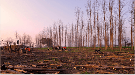 Самосевные деревья — можно ли рубить на дрова без разрешения - 285x160