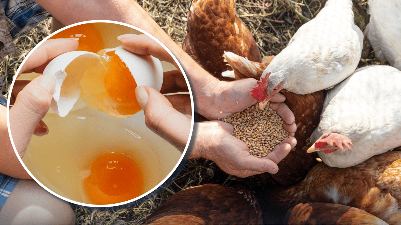 Що додати у корм курям навесні: жовток стане яскравішим на 100%
